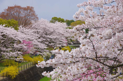 昭和記念公園201404-16