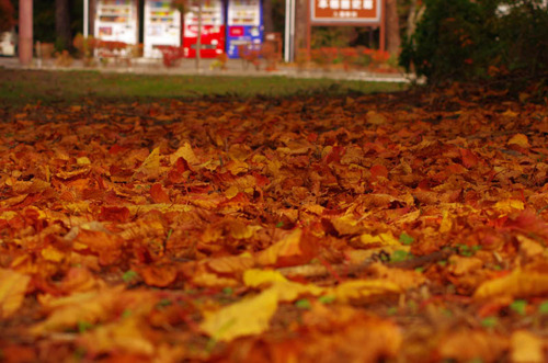 富士五湖の紅葉2013-2