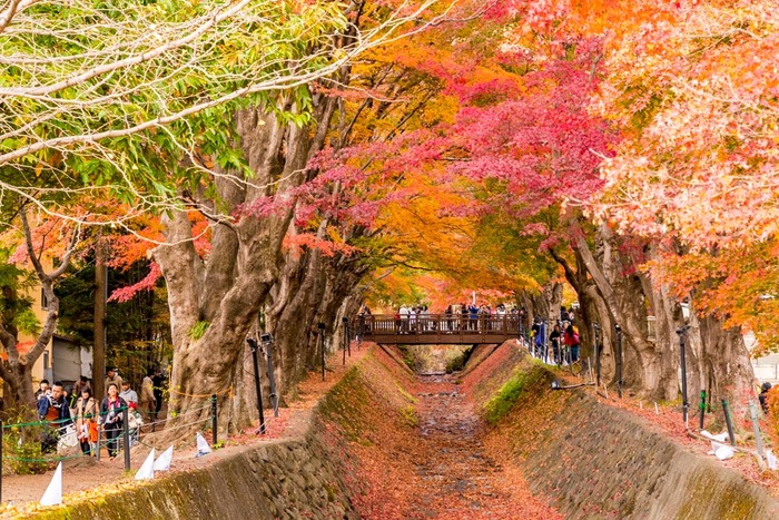 河口湖紅葉2018
