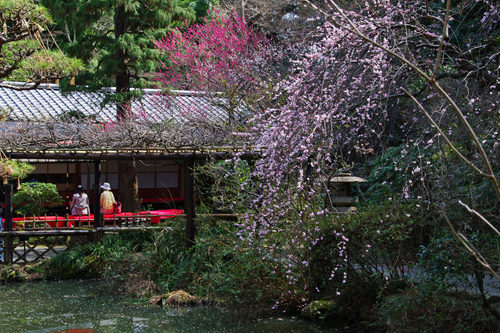 百草園梅まつり201003-7