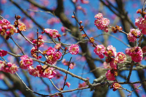 京王百草園201402-4
