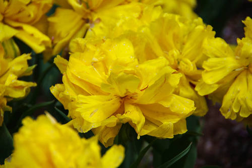 昭和記念公園の花201004-4