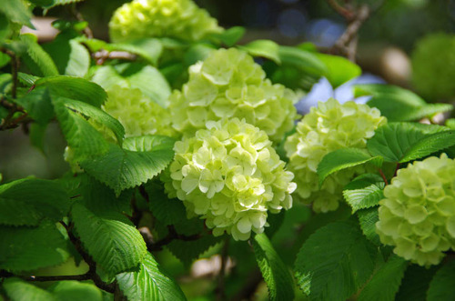 昭和記念公園201204-2