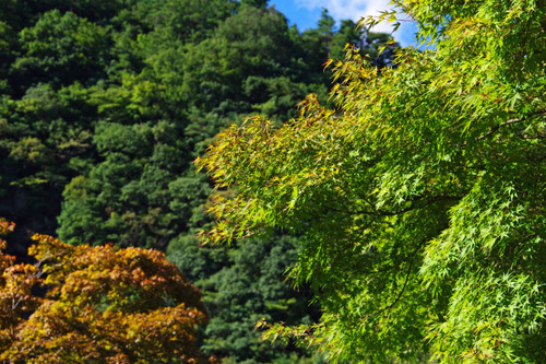 道志キャンプ201009-13