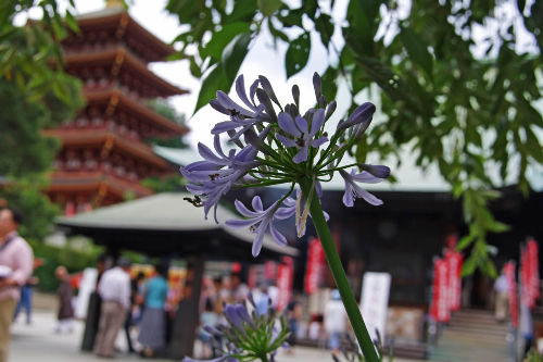 高幡不動尊201006-5