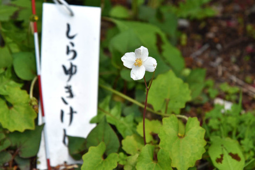 高幡不動尊201604-4