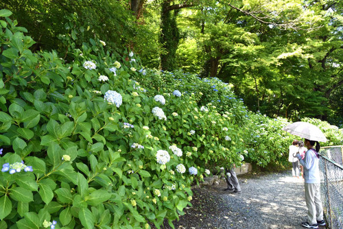 高幡不動尊201506-9
