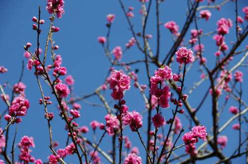 昭和記念公園201103-4
