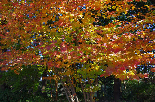 昭和記念公園201111-5