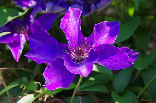 散歩道の花(5月)2012-3