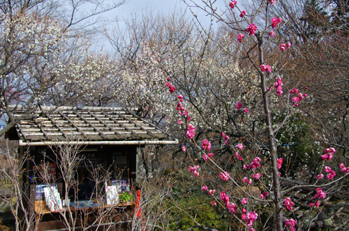 京王百草園201101-4