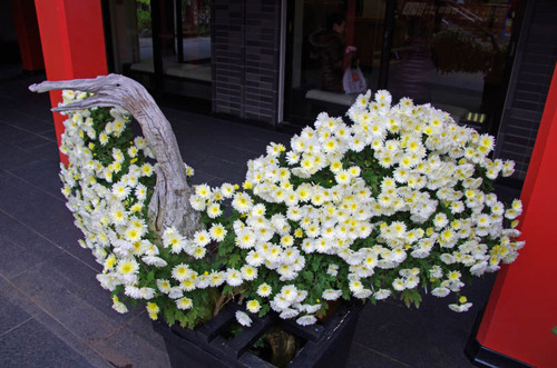 ¹âȨÉÔÆ°ÂºµÆ¤Þ¤Ä¤ê2012-8