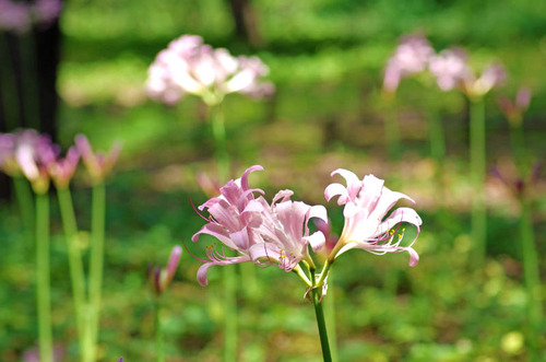 昭和記念公園201408-14