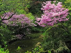百草園ミツバツツジ-4