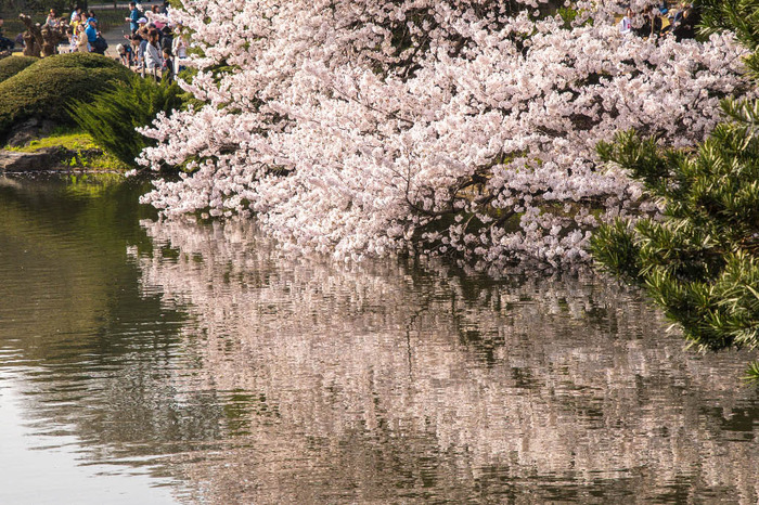 新宿御苑201803