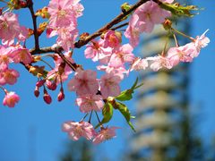 高幡不動尊早咲桜-4
