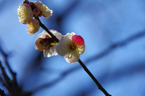 京王百草園201103-2