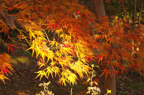 京王百草園201411-12