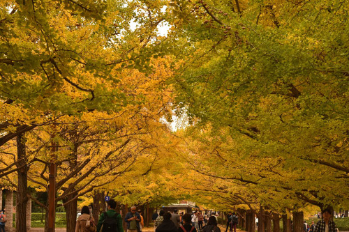昭和記念公園201511-7