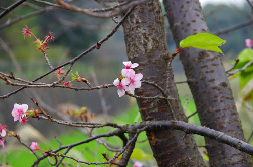 昭和記念公園201111-9