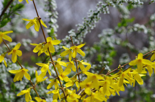 京王百草園201104-10