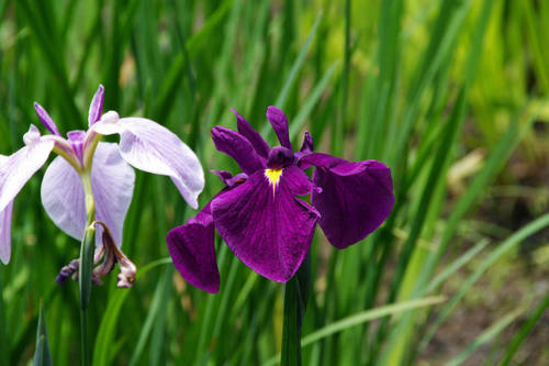 昭和記念公園水辺201006-2