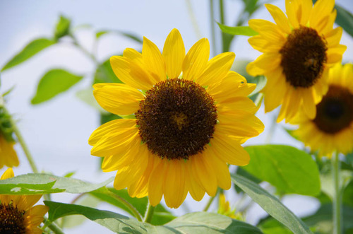 201108の花-02
