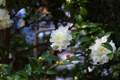 昭和記念公園201111-6