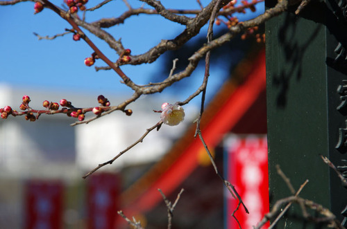 高幡不動尊20110213-6