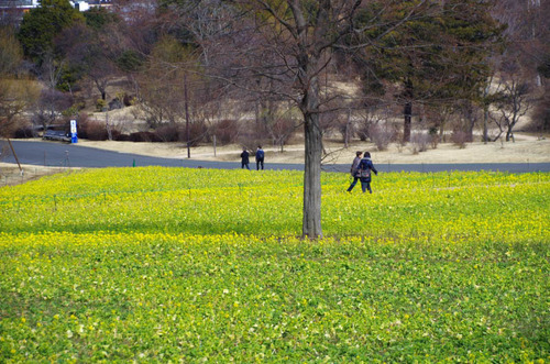 昭和記念公園201302-11