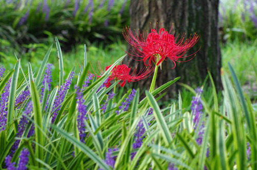 昭和記念公園201209-10