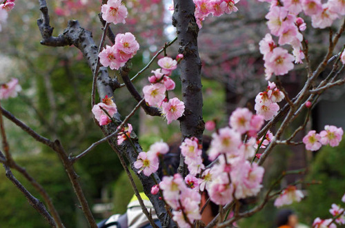 京王百草園201303-9