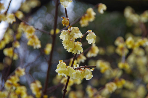 京王百草園20120303-2
