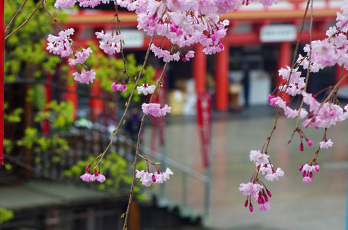高幡不動201303-10