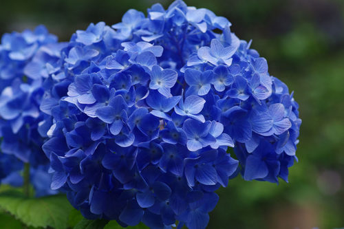 あじさい201006-11