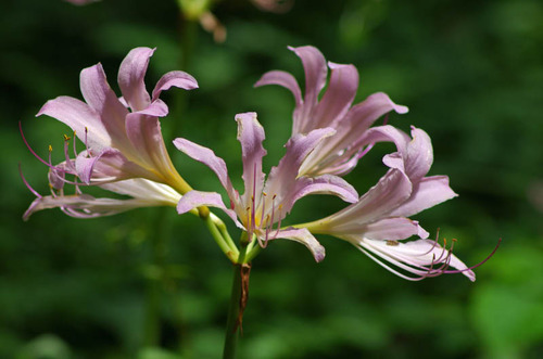 昭和記念公園201108-2
