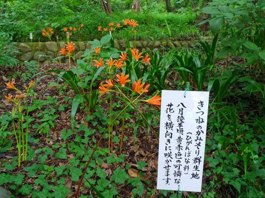 高幡不動尊090801-7
