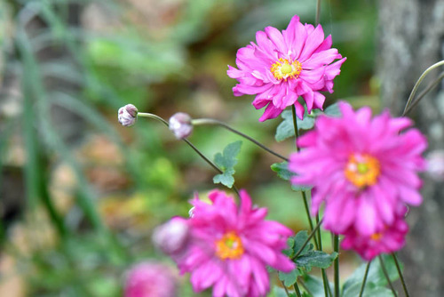 京王百草園201510-11