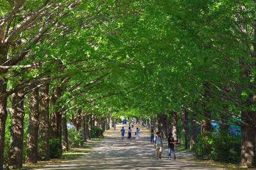 昭和記念公園201310-11