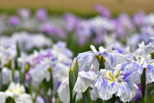 花菖蒲