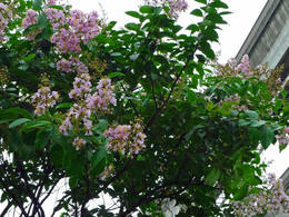 散歩写真0908-9