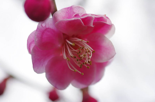 京王百草園20120303-4