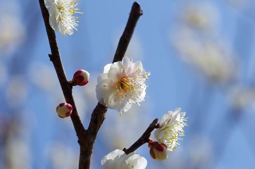 昭和記念公園201203-6