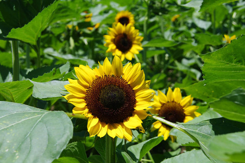 昭和記念公園201007-10