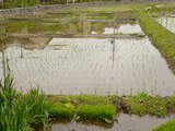 田んぼ200806-4