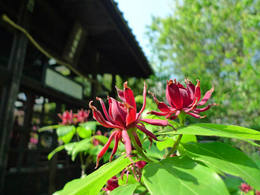 高幡不動尊090509-4