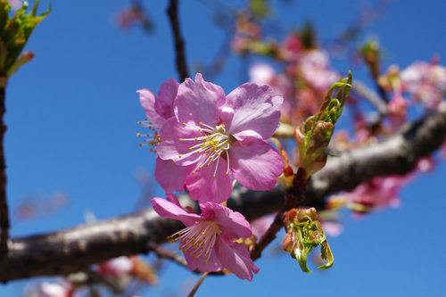 昭和記念公園20100314-15