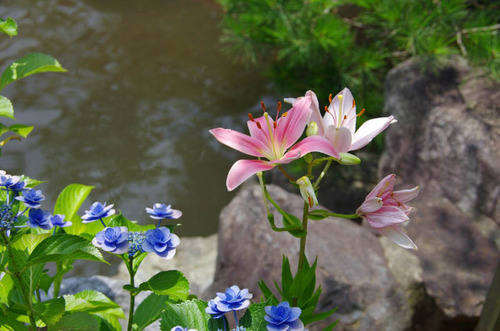 高幡不動201206-13