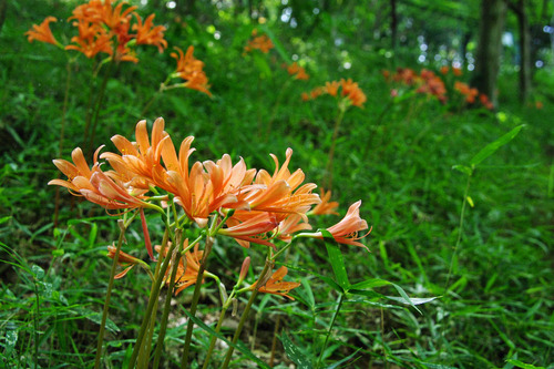 高幡不動尊20100821-6