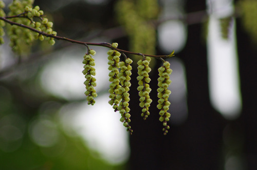 京王百草園201104-8